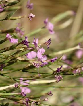 Fotografia 6 da espécie Dianthus lusitanus no Jardim Botânico UTAD