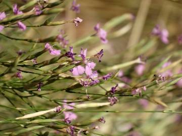 Fotografia da espécie Dianthus lusitanus