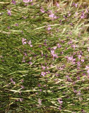 Fotografia 7 da espécie Dianthus lusitanus no Jardim Botânico UTAD