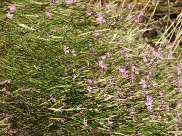 Fotografia da espécie Dianthus lusitanus