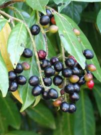 Fotografia da espécie Prunus laurocerasus