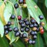 Fotografia 5 da espécie Prunus laurocerasus do Jardim Botânico UTAD