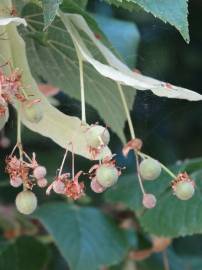 Fotografia da espécie Tilia tomentosa