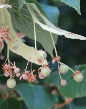 Fotografia 5 da espécie Tilia tomentosa no Jardim Botânico UTAD