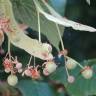 Fotografia 5 da espécie Tilia tomentosa do Jardim Botânico UTAD