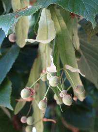 Fotografia da espécie Tilia tomentosa