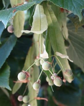 Fotografia 6 da espécie Tilia tomentosa no Jardim Botânico UTAD