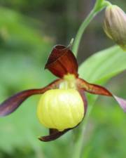 Fotografia da espécie Cypripedium calceolus