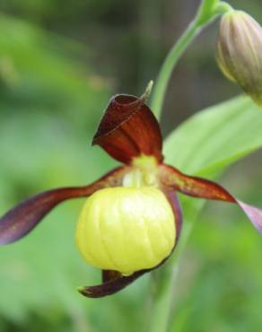 Fotografia 1 da espécie Cypripedium calceolus no Jardim Botânico UTAD