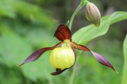 Fotografia da espécie Cypripedium calceolus