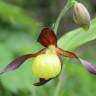 Fotografia 1 da espécie Cypripedium calceolus do Jardim Botânico UTAD