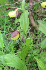 Fotografia da espécie Cypripedium calceolus