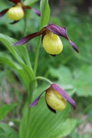 Fotografia da espécie Cypripedium calceolus