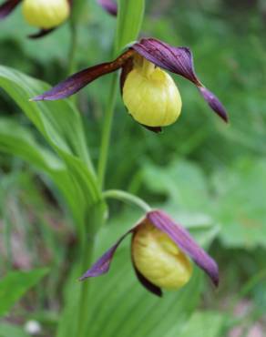 Fotografia 3 da espécie Cypripedium calceolus no Jardim Botânico UTAD