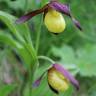 Fotografia 3 da espécie Cypripedium calceolus do Jardim Botânico UTAD