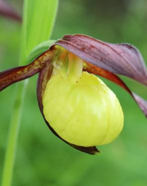 Fotografia 4 da espécie Cypripedium calceolus no Jardim Botânico UTAD