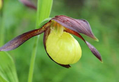 Fotografia da espécie Cypripedium calceolus