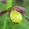 Fotografia 4 da espécie Cypripedium calceolus do Jardim Botânico UTAD