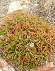 Armeria berlengensis