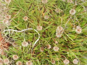 Fotografia da espécie Armeria berlengensis