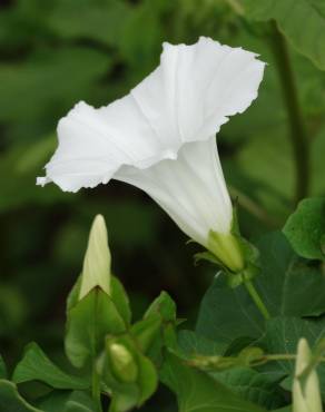 Fotografia 1 da espécie Calystegia sepium subesp. sepium no Jardim Botânico UTAD