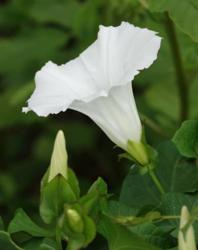 Fotografia de capa Calystegia sepium subesp. sepium - do Jardim Botânico