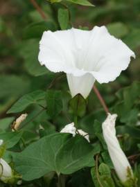 Fotografia da espécie Calystegia sepium subesp. sepium