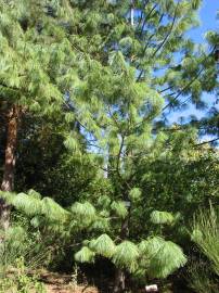 Fotografia da espécie Pinus strobus