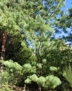 Fotografia 2 da espécie Pinus strobus no Jardim Botânico UTAD