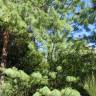 Fotografia 2 da espécie Pinus strobus do Jardim Botânico UTAD