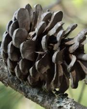 Fotografia da espécie Pinus halepensis