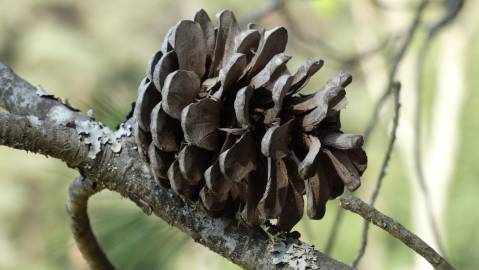 Fotografia da espécie Pinus halepensis