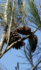 Fotografia da espécie Pinus halepensis