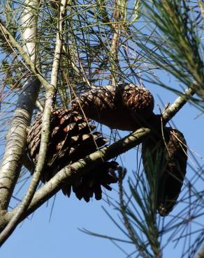 Fotografia 2 da espécie Pinus halepensis no Jardim Botânico UTAD