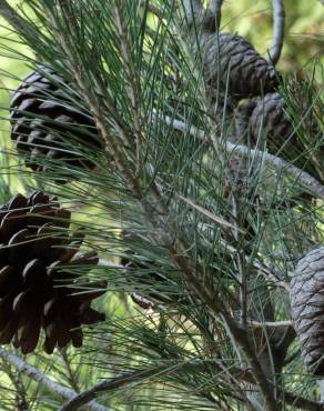Fotografia 5 da espécie Pinus halepensis no Jardim Botânico UTAD