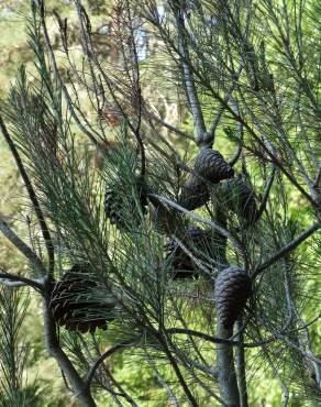 Fotografia 6 da espécie Pinus halepensis no Jardim Botânico UTAD