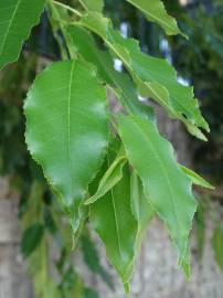 Fotografia da espécie Prunus serotina