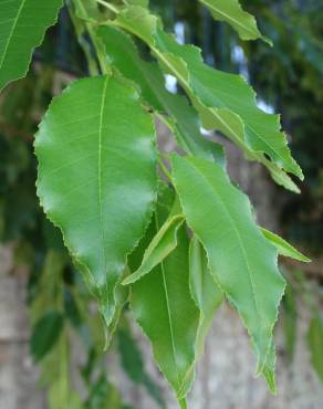 Fotografia 3 da espécie Prunus serotina no Jardim Botânico UTAD