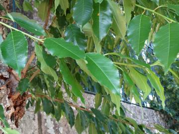 Fotografia da espécie Prunus serotina