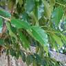 Fotografia 4 da espécie Prunus serotina do Jardim Botânico UTAD