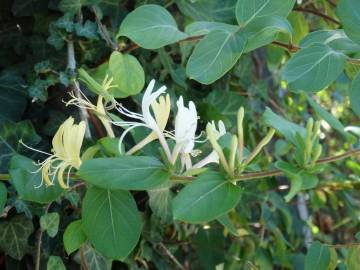 Fotografia da espécie Lonicera japonica