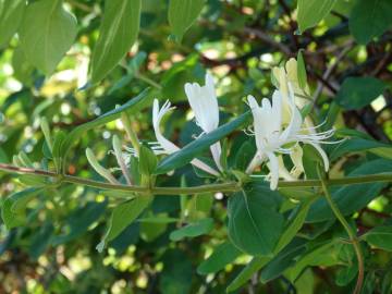 Fotografia da espécie Lonicera japonica