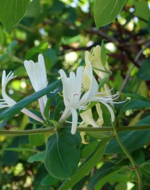 Fotografia 1 da espécie Lonicera japonica no Jardim Botânico UTAD