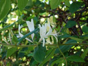 Fotografia da espécie Lonicera japonica