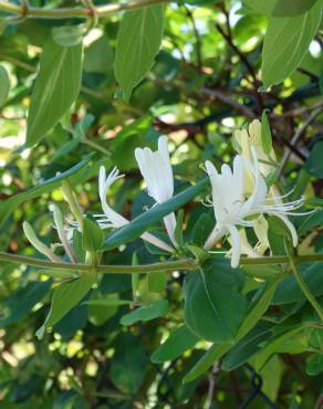 Fotografia 4 da espécie Lonicera japonica no Jardim Botânico UTAD