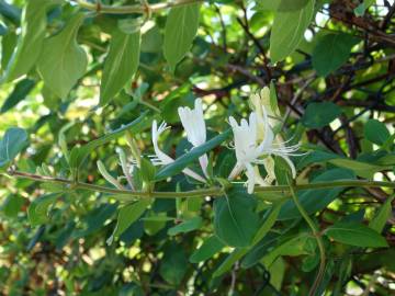 Fotografia da espécie Lonicera japonica