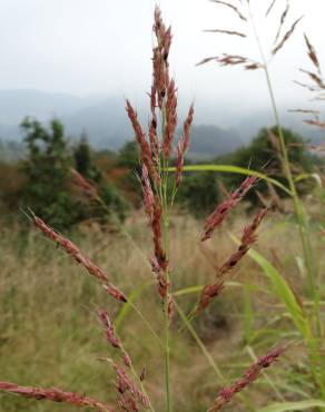 Fotografia 1 da espécie Sorghum halepense no Jardim Botânico UTAD