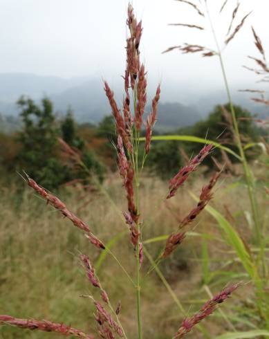 Fotografia de capa Sorghum halepense - do Jardim Botânico