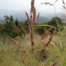 Fotografia 1 da espécie Sorghum halepense do Jardim Botânico UTAD