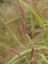 Fotografia da espécie Sorghum halepense